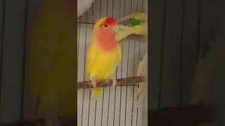 Lotino pasnata budgiescute birdsparrotsviralhh vlogs [upl. by Harriot]