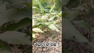 ଏଇଟା କି ଗଛ  medicinalplants myfarm odiareels [upl. by Christyna513]