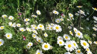 زهرة مارجريت الإسم العلمي Argyranthemum frutescens اقحوان الكناري [upl. by Einttirb794]