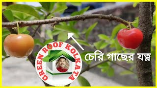 টবে চেরি ফল চাষhow to grow cherry in the pot [upl. by Nnaillij]