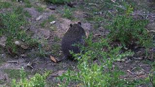 202401 Tasmania 塔斯馬尼亞 Potoroidae  Longnosed Potoroo Potorous 袋鼠 [upl. by Etnaihc724]