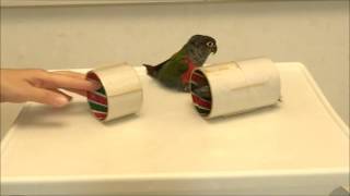 Crimson Bellied Conure  Alpha amp Beta Simple trick training [upl. by Pantia]