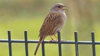 Dunnock singing  Heckenbraunelle singt [upl. by Ial]