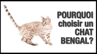 Le chat Bengal une race pour vous  Caractère et comportement  Chatterie Bengal Laurentides [upl. by Cummine]