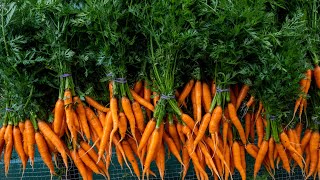 How to Grow Carrots  A Complete Guide [upl. by Dachi]