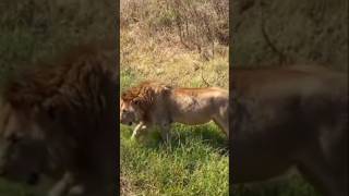 Crater giants lion animals shorts biglion ngorongorolions beautiful viral [upl. by Etnahsa]