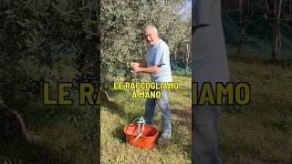 Raccolta a mano olive [upl. by Ennire]