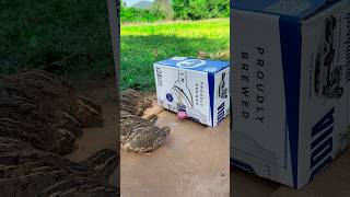 simple quick Underground Quail Trap Using Cardboard Box [upl. by Enyal]