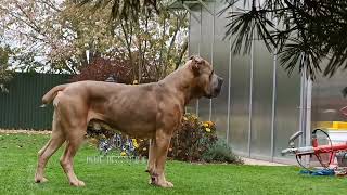 Pabloformentinoblue fawn Cane Corso Stud [upl. by Mandych997]