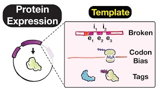 Protein Expression Vectors  Template Codon Bias Affinity Tags and Epitopes Part 2 [upl. by Eadwina]