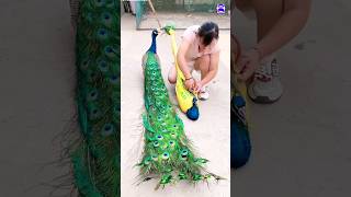 Pretty Peacock toy peacock shorts music love song bollywood hindisong bdsports [upl. by Attebasile393]