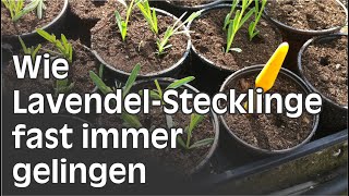 Lavendel durch Stecklinge vermehren  Schritt für Schritt Anleitung [upl. by Packston147]