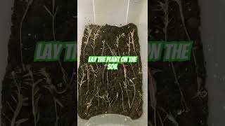 How To Grow Emersed Aquarium Plants 🌱 [upl. by Dunton]