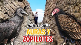 SUBIMOS AL CERRO DE TETILLAS y ENCONTRAMOS ZOPILOTES [upl. by Fayre]