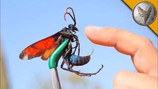 TARANTULA HAWK atakuje Ukąszenie jednej z największych os na świecie  Brave Wilderness Polski [upl. by Airla]