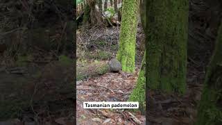 Bumped into Tasmanian Pademelon at MtField national park [upl. by Manolo775]