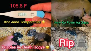 Chintu Ki Death Ho Gaye😔Amy Ko Fever Aa Gaya🤒Dog Fever TreatmentDesi Dog Puppies [upl. by Ahola771]