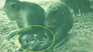 Those Two Crazy Monkeys Hit A Badly Baby Newborn Monkey Crying [upl. by Lladnar71]