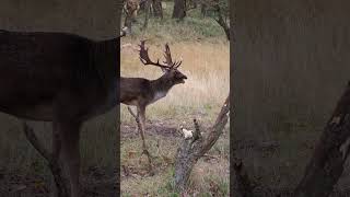 Rutting season deer wildlife deer deerhunting deerfight [upl. by Kersten85]