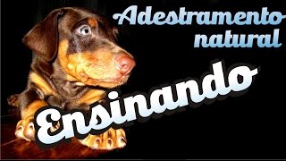 Curso Adestramento natural  10  Como fazer o cão aprender  Como fazer seu cão obedecer [upl. by Gombosi759]