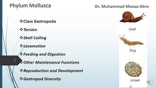 Phylum Mollusca Class Gastropoda Torsion Locomotion Digestion Reproduction and Development [upl. by Spillihp]