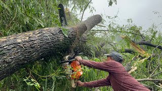 Like being thrown… Stihl ms881 cutdown trembesi tree [upl. by Leinoto]