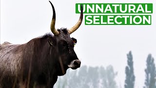 Unnatural Selection  How Humans Are Changing Evolution  Free Documentary Nature [upl. by Eilesor137]