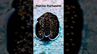 A brief introduction to 😘marine flatworm🥰 [upl. by Cuttie]