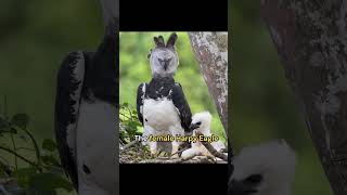 Meet the worlds largest and most powerful bird of prey the Harpy Eagle [upl. by Kuo516]