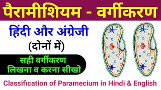 पैरामीशियम का वर्गीकरण  paramecium ka classification  paramecium ka vargikaran  biology scienceSK [upl. by Langille153]