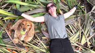 Cutting Back Phormiums New Zealand Flax [upl. by Corina]