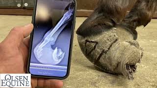 Amazing Life Changing Donkey Hoof Trimming with Lee Olsen Certified Journeyman Farrier [upl. by Alilak]