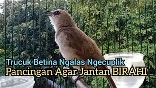 trucuk Betina memanggil jantan Sangat ampuh untuk Pancingan trucukan gacor agar bunyi EMOSI [upl. by Annaeoj859]