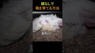 餌なしで鶏を育てる方法 [upl. by Aderfla]