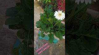 Gerbera plant care tips gardening youtubeshorts terracegarden trending plants [upl. by Nylinnej630]