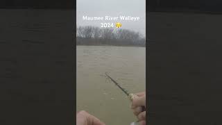 Maumee River Walleye Run 2024 walleyenation ozarktrail fishing walleyerun northlandtackle [upl. by Noillid]