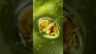 snail and microfauna traveling within a water droplet [upl. by Eirameinna]