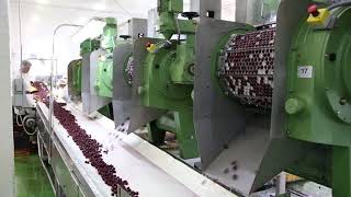 Fruit pitting machine  cherry pitting  Tooltechnik [upl. by Amada816]