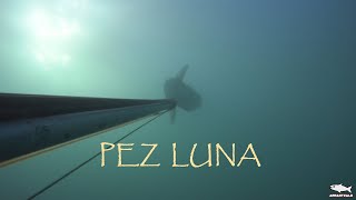 Pesca Submarina Pez Luna [upl. by Clifton222]