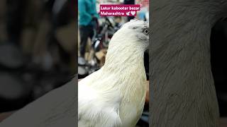 Latur pigeons market 🏆🕊️ 🥀🤍allabakashmiyann4377 kabootar pigeons bird birdspecies [upl. by Ruthi]