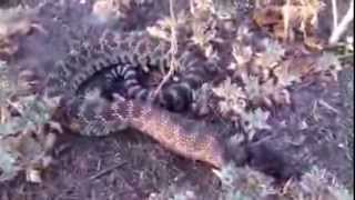 Wild Rattlesnake Kills Bird [upl. by Plusch]