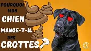 Conseils véto  Comment vider les glandes anales de votre chien [upl. by Hardan]