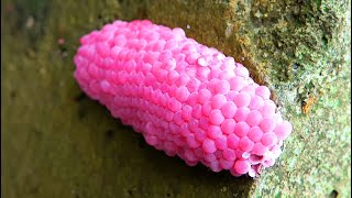 Crushed Snail Eggs  Apple Snail Eggs ASMR satisfying relaxing 13 [upl. by Fine631]