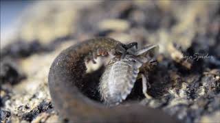 Onychophora Velvet worm gusano terciopelo [upl. by Menendez]