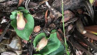 Corybas orchids of Arthur Pieman Conservation Area Tasmania July 2017 [upl. by Salema219]