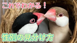 【文鳥】オスとメスの見分け方 これでわかる！きっと、たぶん。 [upl. by Evans]