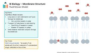 Membrane Structure IB Biology SLHL [upl. by Standush]