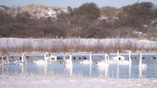 Whooper Swans Calling [upl. by Llednil]