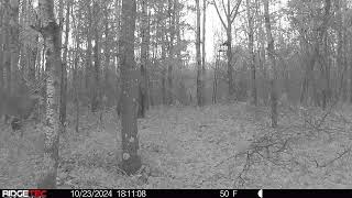 Buck in front of empty stand [upl. by Shellie]