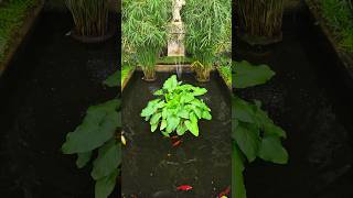 The Orangery at Belton House historicalhome fish fishpond countryhouse countryhomes asmrsounds [upl. by Mercie]